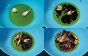 New Mags - Osteria 16 No. 2 New Mags